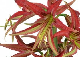 hippeastrum La Paz ® (2)